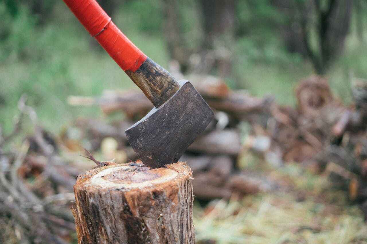 Large Tree Removal in Charleston, MO